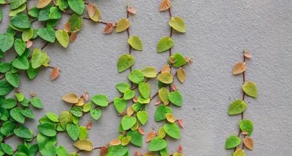 Plants similar to Boston ivy, do you know which ones? (Exploring mysterious green plants in the forest) 3