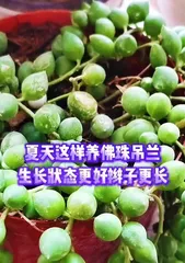 String of Pearls Care Guide (Watering Techniques) 2