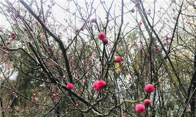 Red Plum Blossom Blooming Period and Appreciation Techniques (Blooming Time and Appreciation Methods of Red Plum Blossom)