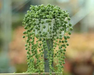String of Pearls Care Guide (Watering Techniques) 3