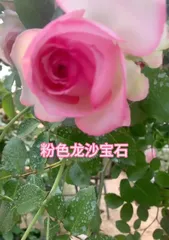 The Advantages and Disadvantages of Creamy Rosa 'Gemini' (To help you understand the advantages and disadvantages of Creamy Rosa 'Gemini' so that you can better cultivate and manage it)