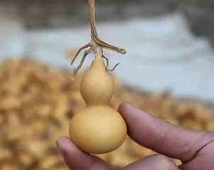 Can gourds be grown in pots? (Precautions for growing gourds at home)