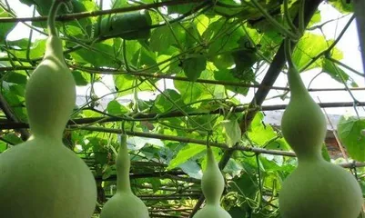 Can gourds be grown in pots? (Notes on caring for gourds at home) 2