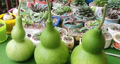 Can gourds be grown in pots? (Notes on caring for gourds at home) 3