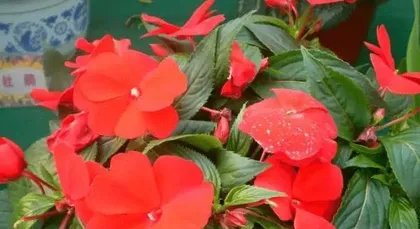 Care Tips for Impatiens (Can it get sunlight? How to water scientifically?)