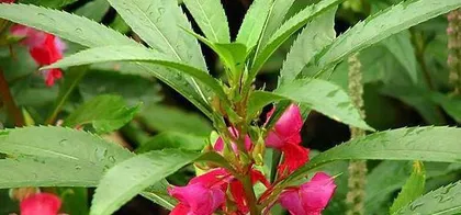 Impatiens Care Tips (Can it be exposed to sun? How to water scientifically?) Part 2