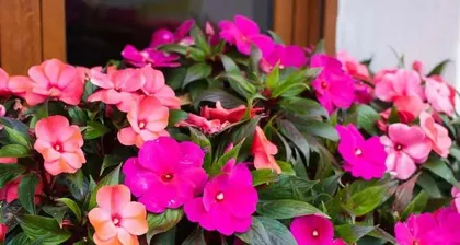 Impatiens Care Tips (Can it be exposed to sun? How to water scientifically?) Part 3