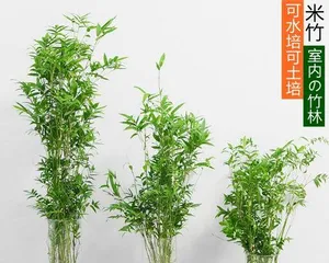 Cultivate bamboo with water to create a fresh green home (water cultivation techniques and precautions for bamboo to turn your home into a bamboo forest)