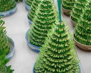 Growing Bamboo in Water, Creating Fresh Green Home Environment (Care Techniques and Precautions for Water-Grown Bamboo, Turning Your Home into a Bamboo Forest) 2