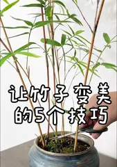 Growing Bamboo in Water, Creating Fresh Green Home Environment (Care Techniques and Precautions for Water-Grown Bamboo, Turning Your Home into a Bamboo Forest) 3