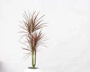 Pets Not Suitable for Keeping - Dragon Iron (Hazards of Dragon Iron to Humans and Key Points for Care)