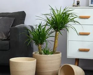 Unsuitable Pets - Longtie (Dangers of Longtie to Humans and Care Tips) 2