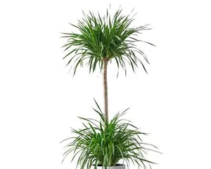 Unsuitable Pets - Longtie (Dangers of Longtie to Humans and Care Tips) 3