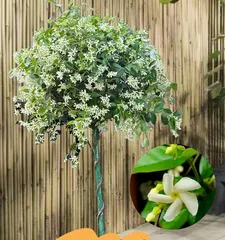 How to solve the problem of falling leaves in Japanese olive? (Teach you how to care for Japanese olive to prevent leaves from falling)