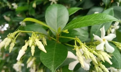 How to solve the problem of star jasmine dropping leaves? (Teaching you how to care for star jasmine and prevent leaf drop) 2