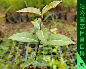 How to solve the problem of star jasmine dropping leaves? (Teaching you how to care for star jasmine and prevent leaf drop) 3