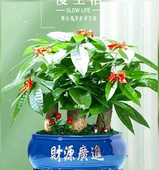 Potted Fortune Tree Selection and Maintenance (How to Choose the Right Pot and Care for It Scientifically?)