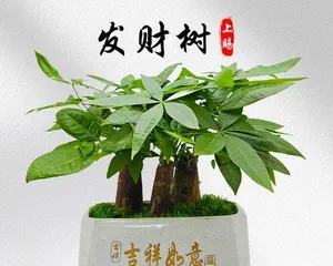 Potted Money Tree Selection and Maintenance (How to Choose the Right Pot and Scientific Maintenance?) 2