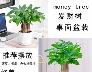 Potted Money Tree Selection and Maintenance (How to Choose the Right Pot and Scientific Maintenance?) 3