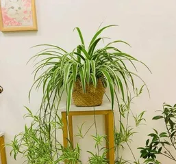 How to Solve the Problem of Chlorophytum Not Growing Leaves (Chlorophytum Care Tips, Solving the No Leaf Growth Issue)