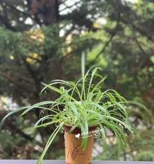 Methods to solve spider plant not growing new leaves (Spider plant care tips, solving no leaf growth problem) 2