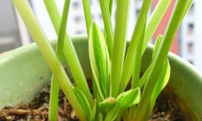 Methods to solve spider plant not growing new leaves (Spider plant care tips, solving no leaf growth problem) 3
