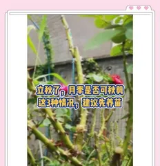 October Rose Pruning Guide (Key Techniques and Precautions for Maintaining Garden Beauty)