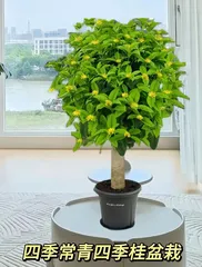 How to care for winter potted osmanthus? (Detailed introduction to the growth environment of osmanthus and winter care techniques)