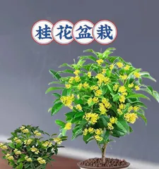 How to care for potted osmanthus in winter? (Detailed introduction to osmanthus growth environment and winter care techniques) 2