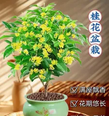 How to care for potted osmanthus in winter? (Detailed introduction to osmanthus growth environment and winter care techniques) 3