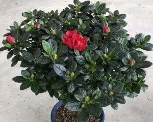 Complete Guide to Cultivating Azalea Old Stems (From Selecting Stems to Care, Helping You Easily Create a Beautiful Garden)