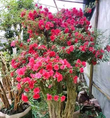 Complete Guide to Cultivating Old Azalea Tree Stumps (From Selection to Maintenance, Helping You Easily Create Beautiful Gardens) 2