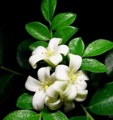 Cultivation Methods and Key Points for Growing Murraya paniculata (From Site Selection, Seedlings to Maintenance, Building Your Own Murraya Garden)