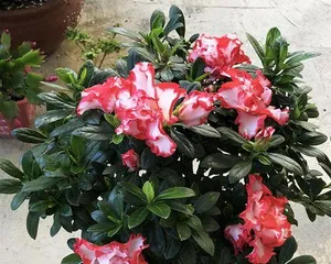 Complete Guide to Cultivating Old Azalea Tree Stumps (From Selection to Maintenance, Helping You Easily Create Beautiful Gardens) 3