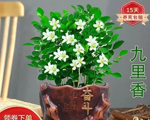 Murraya paniculata Cultivation Methods and Maintenance Points (From Site Selection, Seedlings to Maintenance, Create Your Own Murraya paniculata Garden) 2