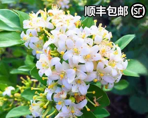 Murraya paniculata Cultivation Methods and Maintenance Points (From Site Selection, Seedlings to Maintenance, Create Your Own Murraya paniculata Garden) 3