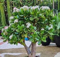 How to Properly Care for a Auspicious盆栽 (Key Techniques for Promoting Vigorous Growth of a Auspicious盆栽)