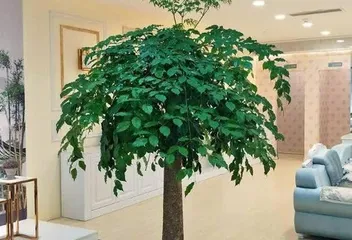 How to Properly Care for Auspicious Potted Plants (Key Techniques for Making Auspicious Potted Plants Thrive) 2