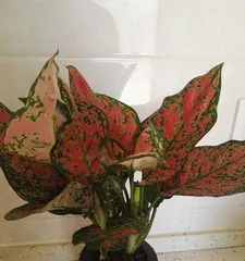 How to Properly Care for Auspicious Potted Plants (Key Techniques for Making Auspicious Potted Plants Thrive) 3