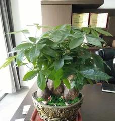 Pachira aquatica Watering Frequency (How to Scientifically Care for Pachira aquatica) 2