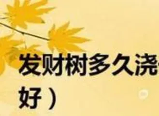 Pachira aquatica Watering Frequency (How to Scientifically Care for Pachira aquatica) 3