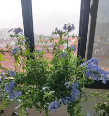 Care methods for bluebells after flowering (How to handle the wilting problem of bluebells after flowering)