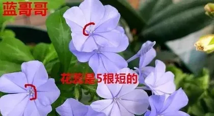 Maintenance Methods for Plumbago After Flowering (How to Deal with Wilting Problem of Plumbago After Flowering) 2