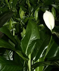 How to properly prune a Black Diamond？（Pruning techniques and precautions for Black Diamonds）