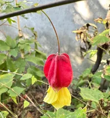 Essential Tips for Caring for Lantern Flowers in Winter (How to Properly Care for Lantern Flowers in Cold Seasons to Create a Warm Garden)