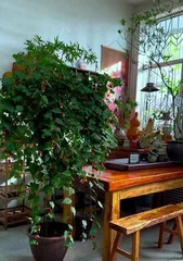 Essential Winter Care Tips for Lantern Flowers (How to Properly Care for Lantern Flowers in Cold Seasons, Create a Warm Garden) 2