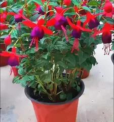 Essential Winter Care Tips for Lantern Flowers (How to Properly Care for Lantern Flowers in Cold Seasons, Create a Warm Garden) 3