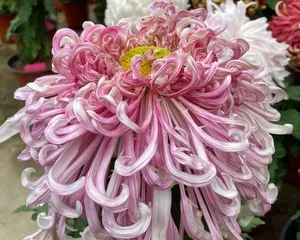 Chrysanthemum Indoor Care Guide (The Secret to Enjoying Beautiful Chrysanthemums at Home)