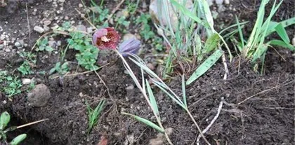 How to Care for Snowfloral Succulents (Simple and Practical Snowfloral Succulent Care Guide)