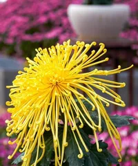 Chrysanthemum Indoor Care Guide (Secrets to Enjoying Beautiful Flowers at Home) 2